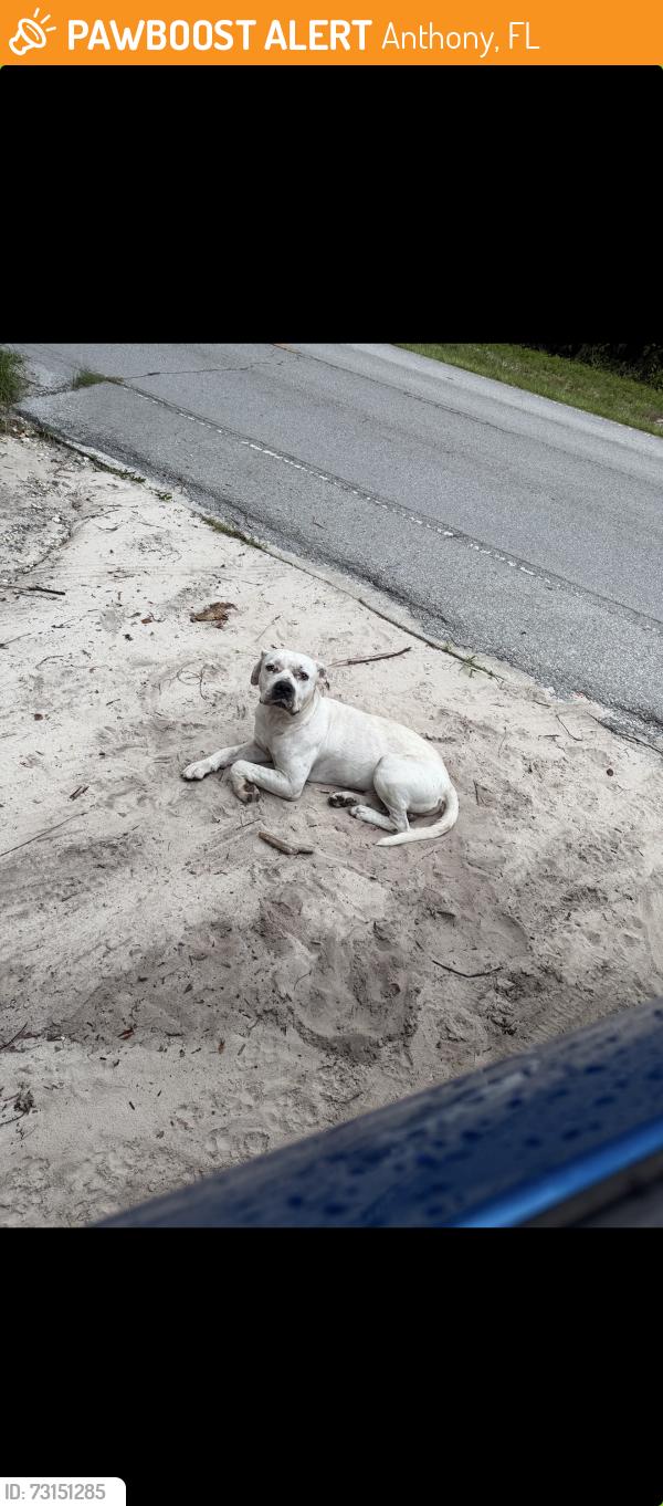 Found/Stray Male Dog last seen Right on 329 near NE 41st terrace, Anthony, FL 32617