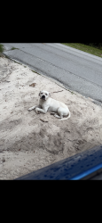 Found/Stray Male Dog last seen Right on 329 near NE 41st terrace, Anthony, FL 32617