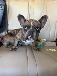 Reunited Female Dog last seen Dutch Haven Blvd & Elverta Rd, Elverta, CA 95626