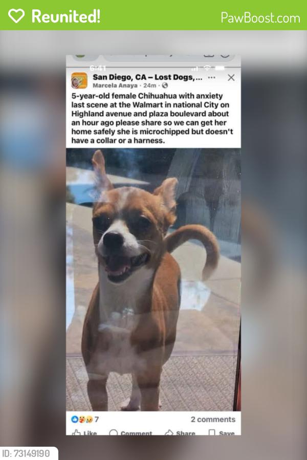 Reunited Female Dog last seen Plaza Blvd & Highland Ave, National City, CA 91950