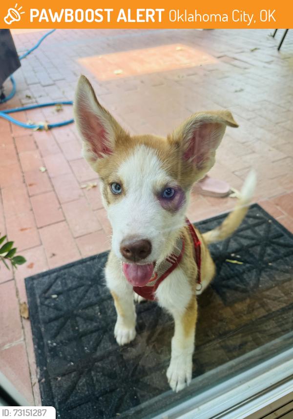 Found/Stray Female Dog last seen Stars and Stripes park - Lake Hefner, Oklahoma City, OK 73116