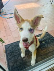 Found/Stray Female Dog last seen Stars and Stripes park - Lake Hefner, Oklahoma City, OK 73116