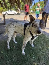 Found/Stray Male Dog last seen Del Paso and Kenmar Road, Sacramento, CA 95835