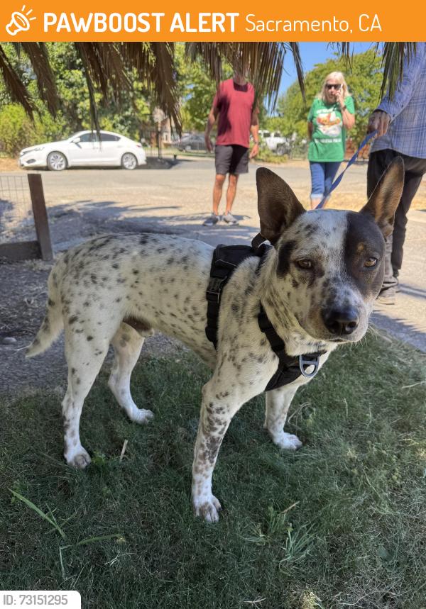 Found/Stray Male Dog last seen Del Paso and Kenmar Road, Sacramento, CA 95835