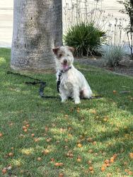 Found/Stray Unknown Dog last seen D’Ellia’s Grinders, Riverside, CA 92507