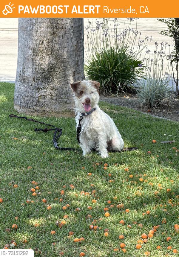 Found/Stray Unknown Dog last seen D’Ellia’s Grinders, Riverside, CA 92507