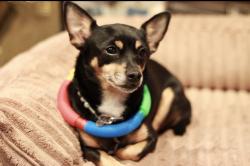 Reunited Female Dog last seen Cain Dr, Staples/Holly area, Corpus Christi, TX 78412