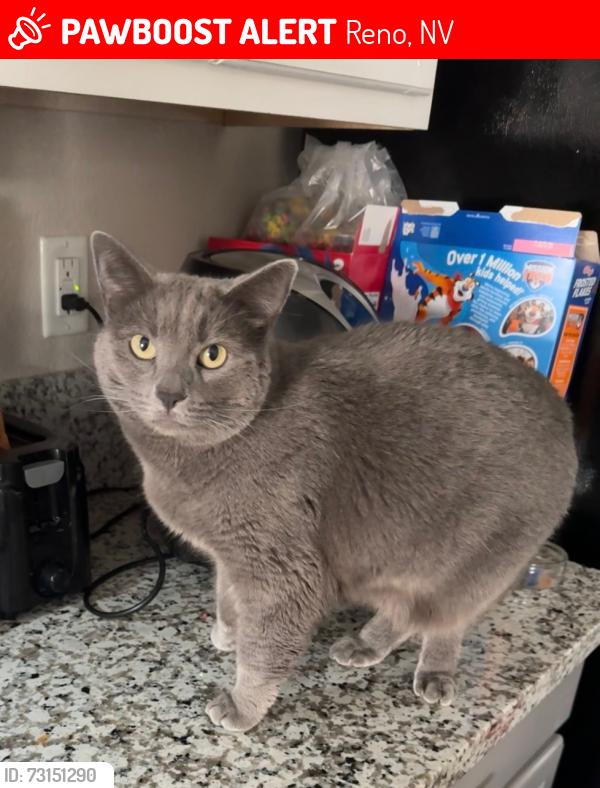 Lost Female Cat last seen Trademark Dr, Reno, NV 89521