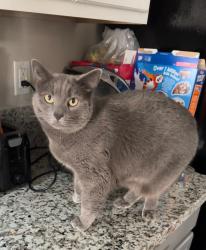 Lost Female Cat last seen Trademark Dr, Reno, NV 89521