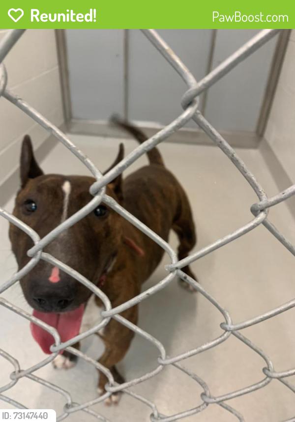 Reunited Male Dog last seen Bennington Dr./ Stonewood Ave, Rochester, NY 14616