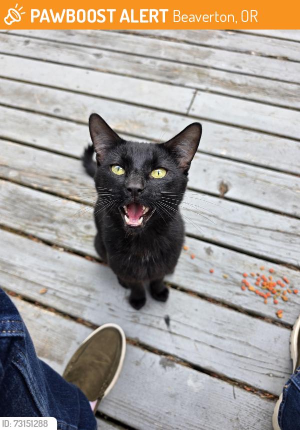 Found/Stray Male Cat last seen Hart and sw 155th, Beaverton, OR 97007