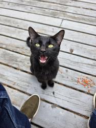Found/Stray Male Cat last seen Hart and sw 155th, Beaverton, OR 97007