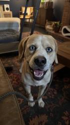 Found/Stray Male Dog last seen 23rd Street and Shartel Avenue, Oklahoma City, OK 73106