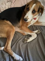 Reunited Female Dog last seen Sanders campground, Mount Pleasant, WI 53403