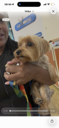 Reunited Male Dog last seen Near P St (P St & 23rd), Sacramento, CA 95816