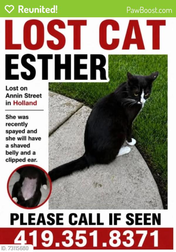 Reunited Female Cat last seen Peacock Lane & Nightingale, Springfield Township, OH 43528
