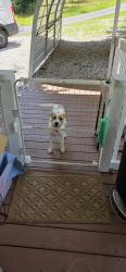 Reunited Male Dog last seen Hanover Drive and Loop Circle, Oconee County, SC 29693