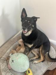 Reunited Female Dog last seen 79th Pl and Red Springs Ave, Lubbock, TX 79423