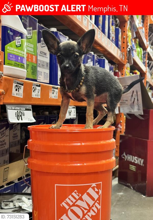 Lost Female Dog last seen Ward Ave/ Graham/ Ozan, Memphis, TN 38108