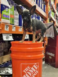 Lost Female Dog last seen Ward Ave/ Graham/ Ozan, Memphis, TN 38108