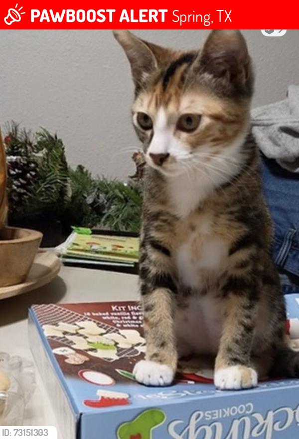 Lost Female Cat last seen Treehouse and cottonshire dr, Spring, TX 77373