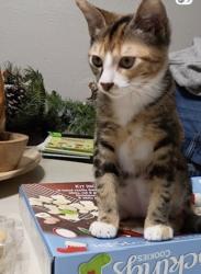 Lost Female Cat last seen Treehouse and cottonshire dr, Spring, TX 77373