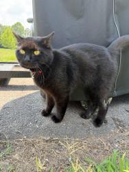 Reunited Unknown Cat last seen Airport Rhodhiss Rd, Burke County, NC 28601