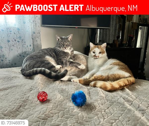 Lost Male Cat last seen Alhambra - rio grande - central, Albuquerque, NM 87104