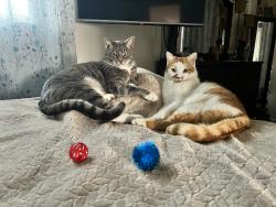 Lost Male Cat last seen Alhambra - rio grande - central, Albuquerque, NM 87104