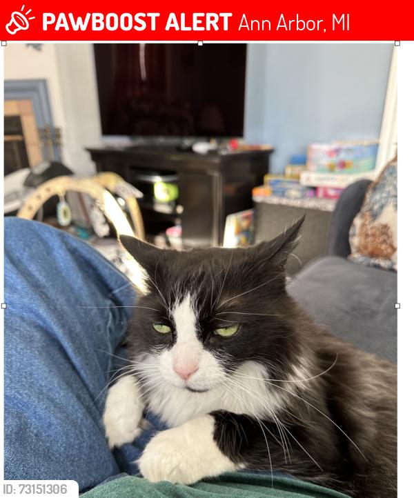 Lost Female Cat last seen Dixboro area, Ann Arbor, MI 48105