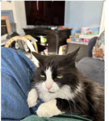 Lost Female Cat last seen Dixboro area, Ann Arbor, MI 48105