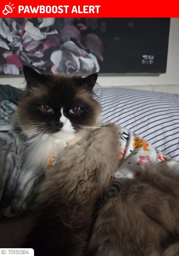 Lost Male Cat last seen Waverley Court, Bishopric, West Sussex, England RH12 1TN