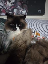 Lost Male Cat last seen Waverley Court, Bishopric, West Sussex, England RH12 1TN