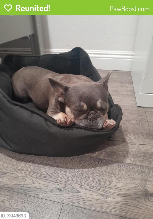 Reunited Female Dog last seen Fallow Field Dr, Diamond Bar, CA 91765, USA, Diamond Bar, CA 91765