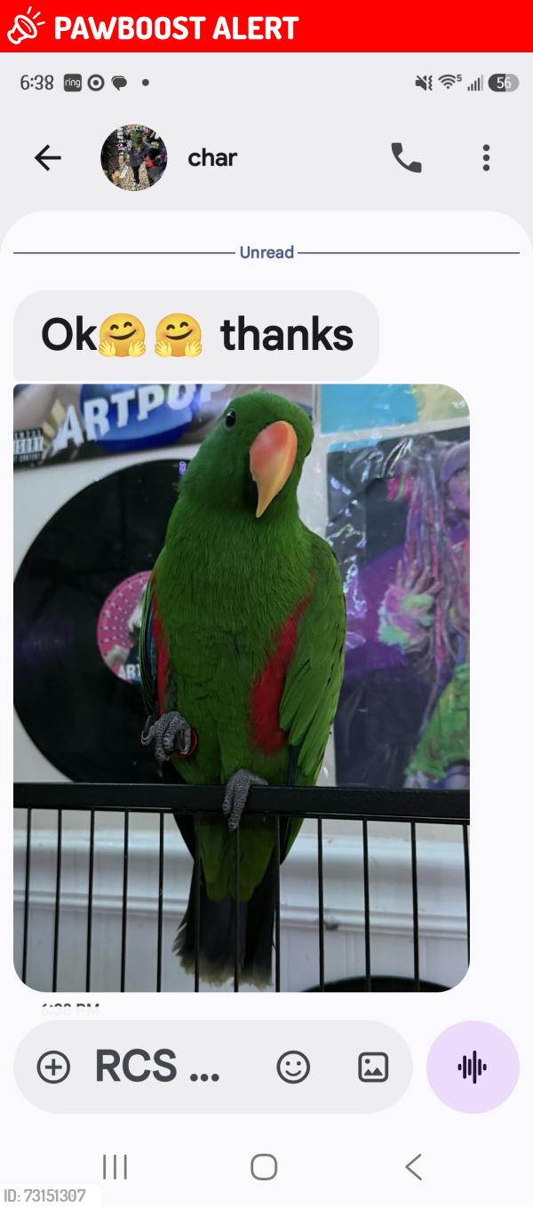 Lost Male Bird last seen Lower sheep padture, Setauket- East Setauket, NY 11733