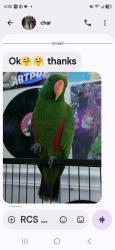 Lost Male Bird last seen Lower sheep padture, Setauket- East Setauket, NY 11733