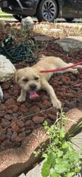 Reunited Male Dog last seen Near TX-1604 Loop, San Antonio, TX 78245, San Antonio, TX 78245
