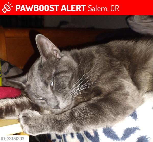Lost Male Cat last seen Near Fir St S Salem Oregon 97302, Salem, OR 97302