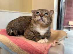 Shelter Stray Male Cat last seen HILLSBOROUGH RD, 1601 Eubanks Rd, Chapel Hill, NC 27516, USA