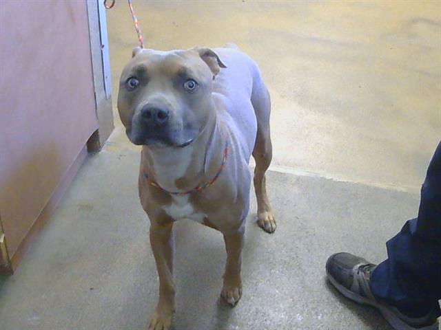 Shelter Stray Male Dog last seen WINDSOR DR/ARDENRIDGE DR, 95864, 3839 Bradshaw Rd, Sacramento, CA 95827, USA