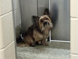 Shelter Stray Male Dog last seen Near BLOCK SEQUOIA DR, COLORADO SPRINGS CO 80910, 610 Abbot Ln, Colorado Springs, CO 80905, USA