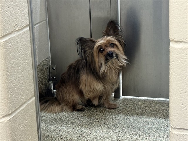 Shelter Stray Male Dog last seen Near BLOCK SEQUOIA DR, COLORADO SPRINGS CO 80910, 610 Abbot Ln, Colorado Springs, CO 80905, USA