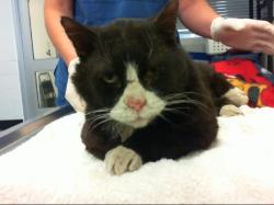 Shelter Stray Male Cat last seen Near BLOCK BROADWAY, 8920 Lomas Blvd NE, Albuquerque, NM 87112, USA
