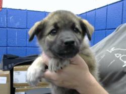 Shelter Stray Male Dog last seen ALEMEDA & EDITH, 8920 Lomas Blvd NE, Albuquerque, NM 87112, USA