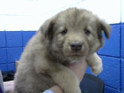 Shelter Stray Female Dog last seen ALEMEDA & EDITH, 8920 Lomas Blvd NE, Albuquerque, NM 87112, USA