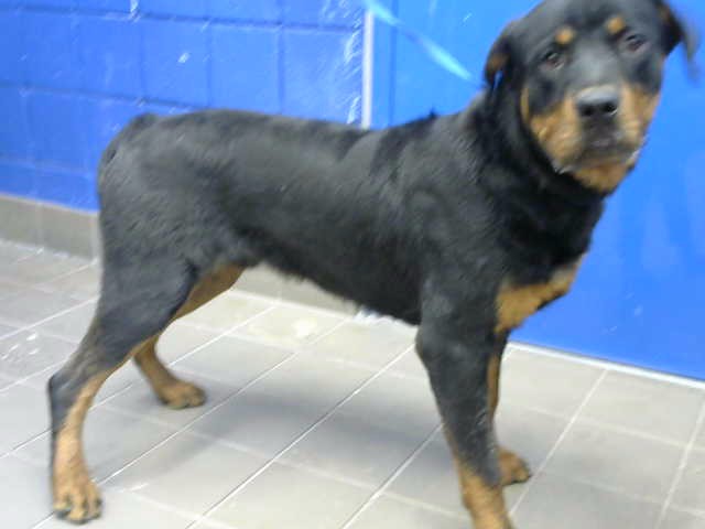 Shelter Stray Male Dog last seen Near BLOCK LA PLAYA ST NE, 8920 Lomas Blvd NE, Albuquerque, NM 87112, USA
