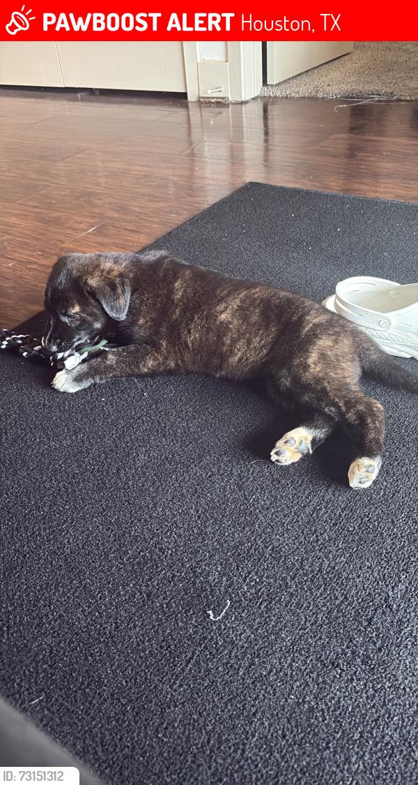Lost Female Dog last seen Patterson and Maggie, Houston, TX 77007