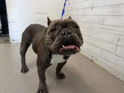 Shelter Stray Male Dog last seen N H ST & MAGNOLIA AVE, SAN BERNARDINO, CA, 92405, USA, 333 Chandler Pl, San Bernardino, CA 92408, USA