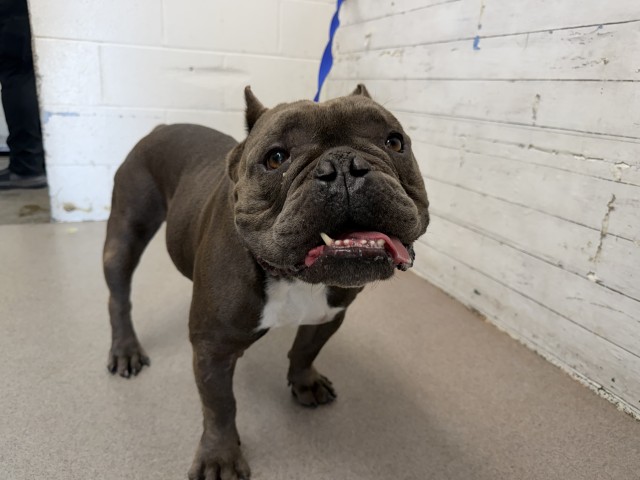 Shelter Stray Male Dog last seen N H ST & MAGNOLIA AVE, SAN BERNARDINO, CA, 92405, USA, 333 Chandler Pl, San Bernardino, CA 92408, USA