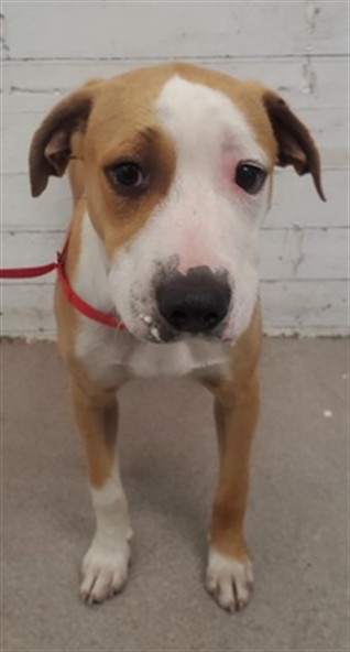 Shelter Stray Female Dog last seen Near BLOCK W 2ND, 333 Chandler Pl, San Bernardino, CA 92408, USA